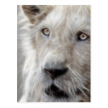 Lion as cat postcard