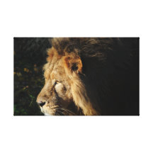 Lion Canvas Print