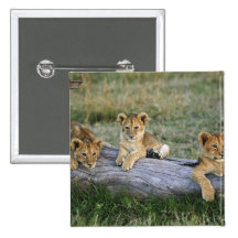 Lion cubs on log, Panthera leo, Masai Mara, 2 Pinback Buttons