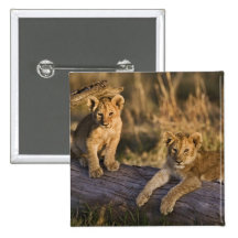 Lion cubs on log, Panthera leo, Masai Mara, 3 Pins