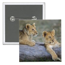 Lion cubs on log, Panthera leo, Masai Mara, Pinback Buttons