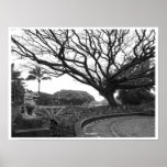 LION DOG and TREE - LILIUOKALANI PARK - HAWAII Posters