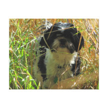 Lion dog in tall grass stretched canvas prints