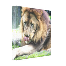 Lion Licking Canvas Print