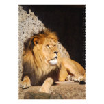 Lion  Photo Invitation