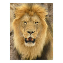 Lion Postcard