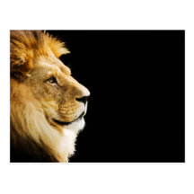 Lion Postcards