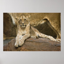 Lion Poster