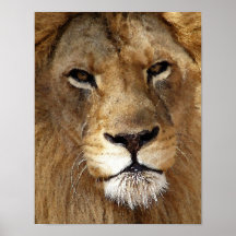Lion Posters