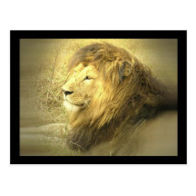 Lion Pride Postcard