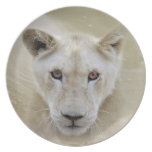 Lion spirit warrior plates