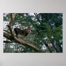 Lion stuck in tree print