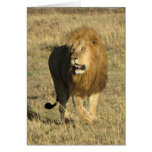 Lion Walking (Masai Mara) Card