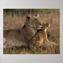 Lioness and Cub Print