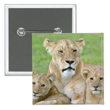 Lioness and Two Cubs, East Africa, Tanzania, Pinback Buttons