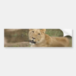 Lioness Bumper Sticker