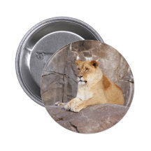 Lioness on the Rocks Pins