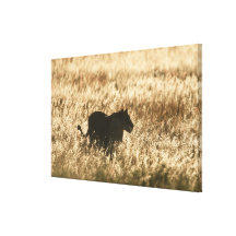 Lioness (Panthera leo) silhouetted in long grass Canvas Print