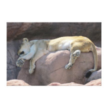 Lioness photo canvas canvas print