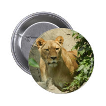 Lioness Pinback Buttons