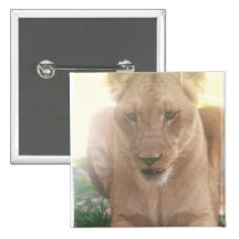 Lioness Profile Button