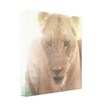 Lioness Profile Canvas Print