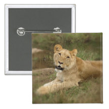 Lioness Square Pin