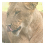 Lioness with Tongue Out Invitations
