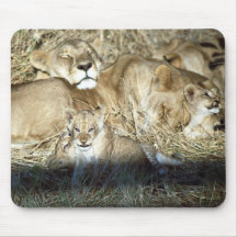 Lions and cub in Botswana Africa Mousepad