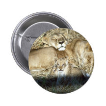 Lions and cub in Botswana Africa Pins