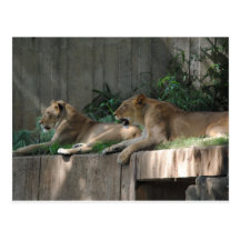 Lions at rest post card