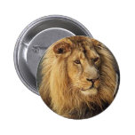 Lions in the Wild Gifts and Tees Pinback Buttons