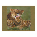 Lions in the Wild Gifts and Tees Post Cards