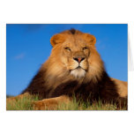 Lions in the Wild Tees, Cards and GIfts