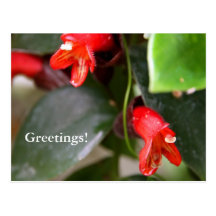 Lipstick Vine Postcard