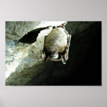 Little brown bat affected by White-nose syndrome Posters