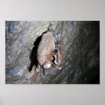 Little-brown bat displaying White-nose syndrome Posters