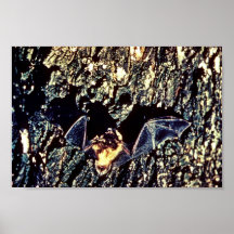 Little Brown Bats Print