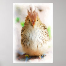 little brown bird II Posters