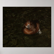 Little Brown Duck - Poster