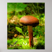 Little Brownie Mushroom Poster