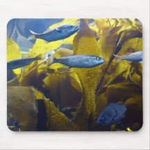 Little Fishes Wishes Mouse Pads