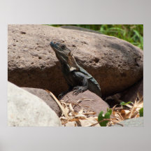 Little Iguana on the Rocks; No Text Poster