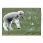 Little Lamb Birthday Card
