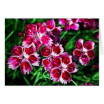 Little Red Pink and White Flowers Card