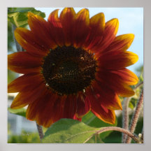 Little Red Sunflower Print
