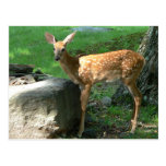Little Spotted Fawn Postcard