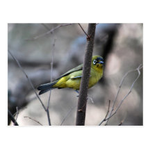 Little white+eye bird on a Twig Postcards