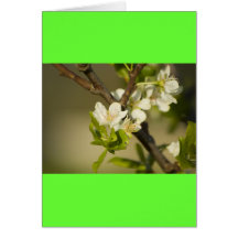 Little white flowers on a branch with green leafs greeting cards