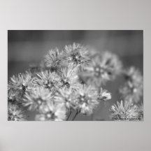 Little Wishes by E.A. Schneider Posters